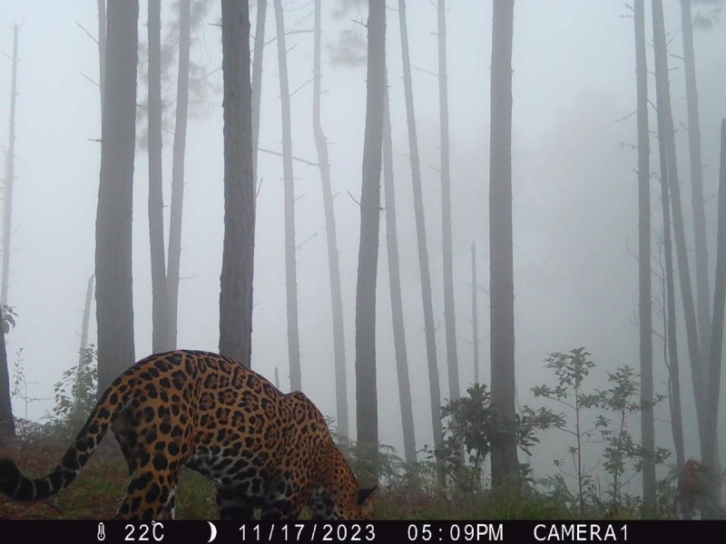 Avistan majestuoso jaguar en sierra de Tecpan