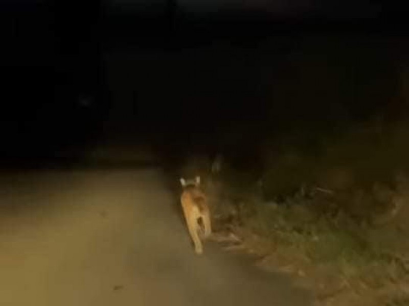 Avistan puma en Tecpan de Galeana