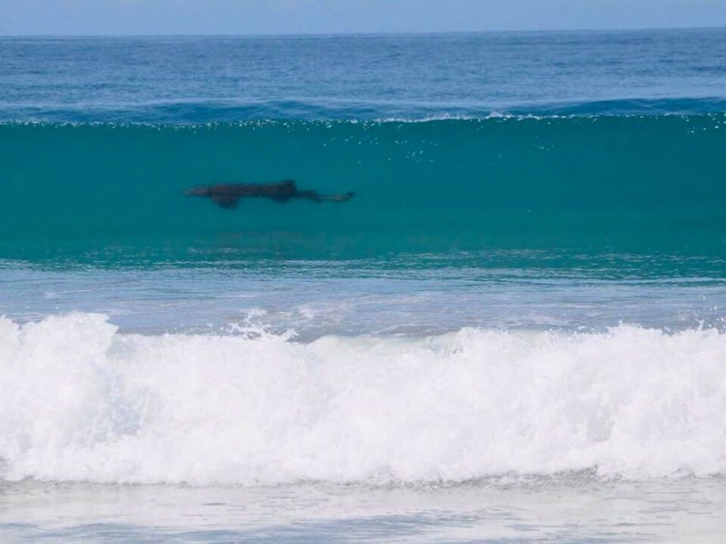 Avistan tiburones en Mazunte, Oaxaca; piden a turistas no acercarse