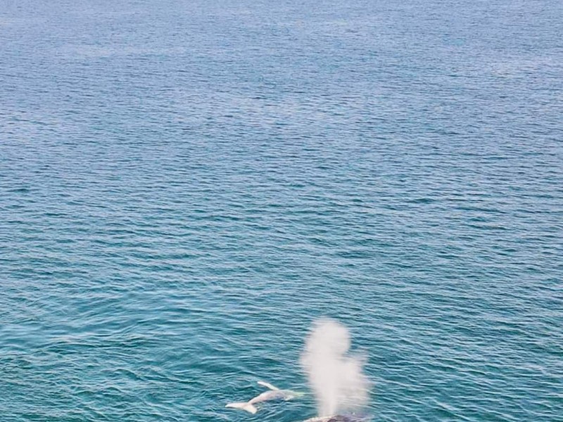 Avistan una ballena en la bahía de Zihuatanejo