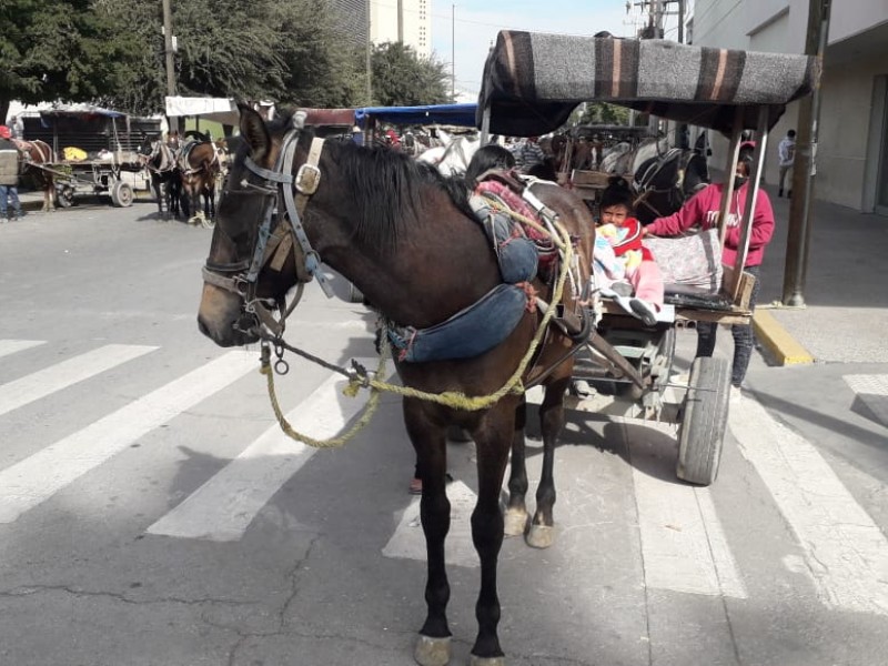 Ayuntamiento actuará de intermediario entre animalistas y carromateros