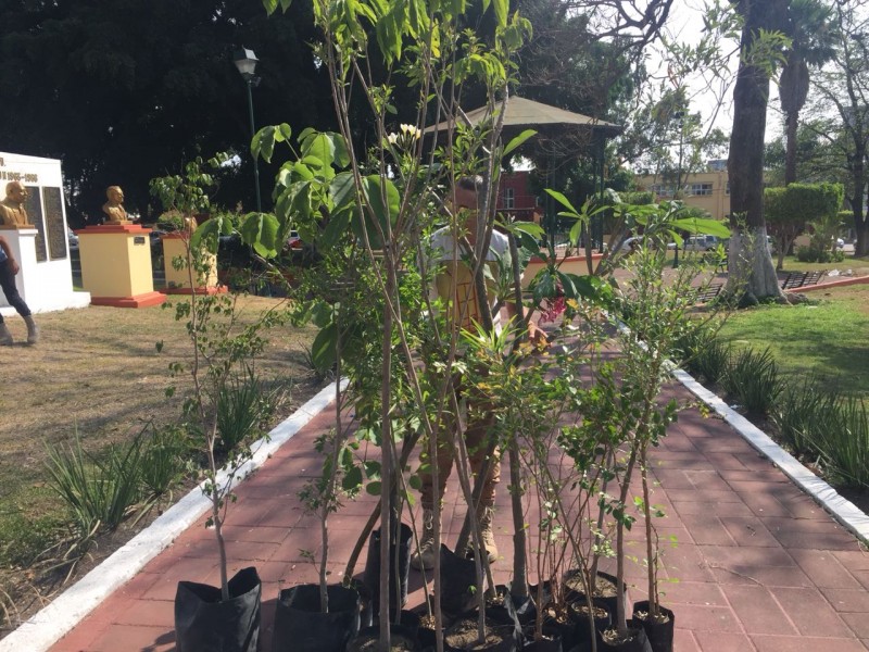 Ayuntamiento de Tepic inicia reforestación de plazas