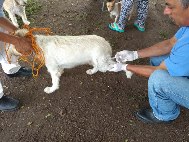 Ayuntamiento de Tepic realiza jornada de vacunación antirrábica