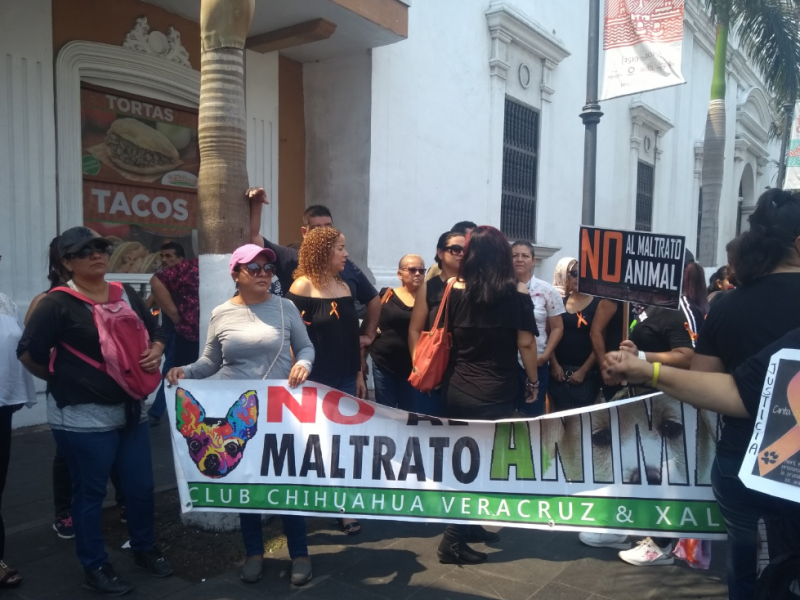 Ayuntamiento de Veracruz ratifica denuncia por perro ahorcado