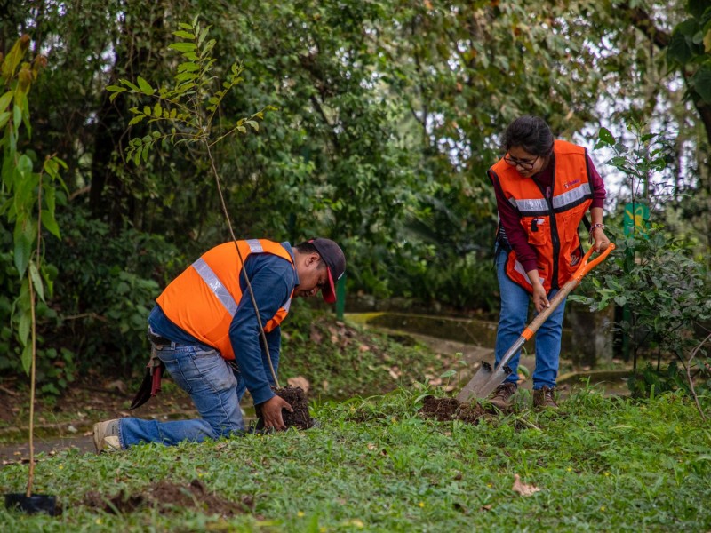 Ayuntamiento de Xalapa anuncia jornada de reforestación