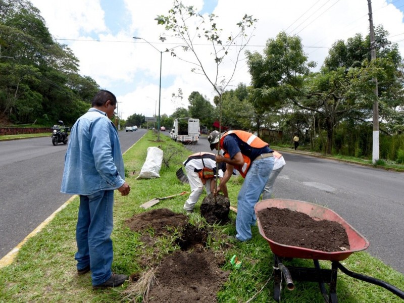 Ayuntamiento de Xalapa reforesta áreas verdes