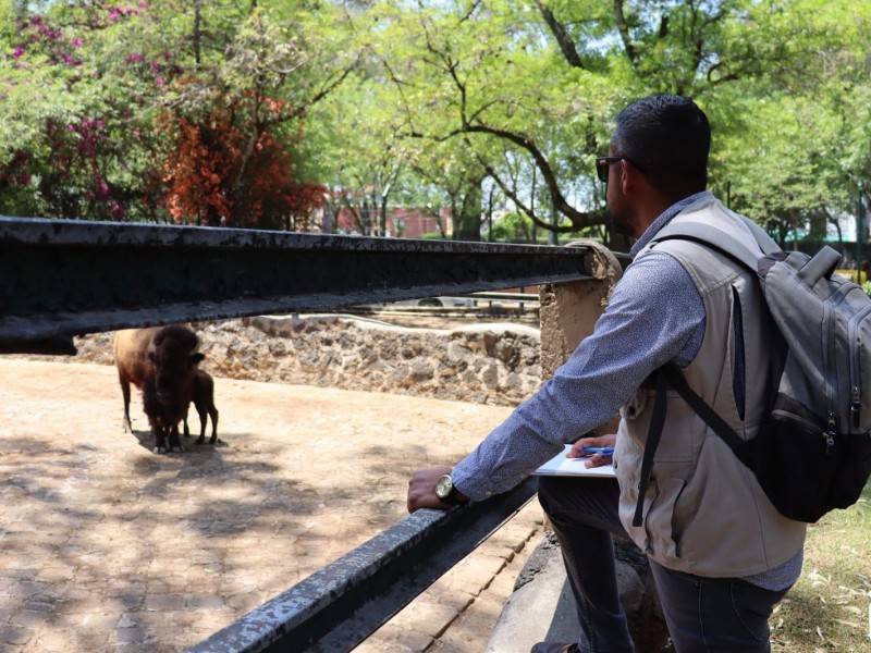 Ayuntamiento niega responsabilidad en daños a zoo de Morelia