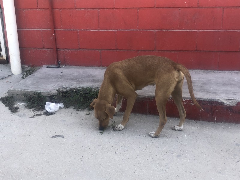 Ayuntamiento plantea la construcción de un Centro de Control Canino