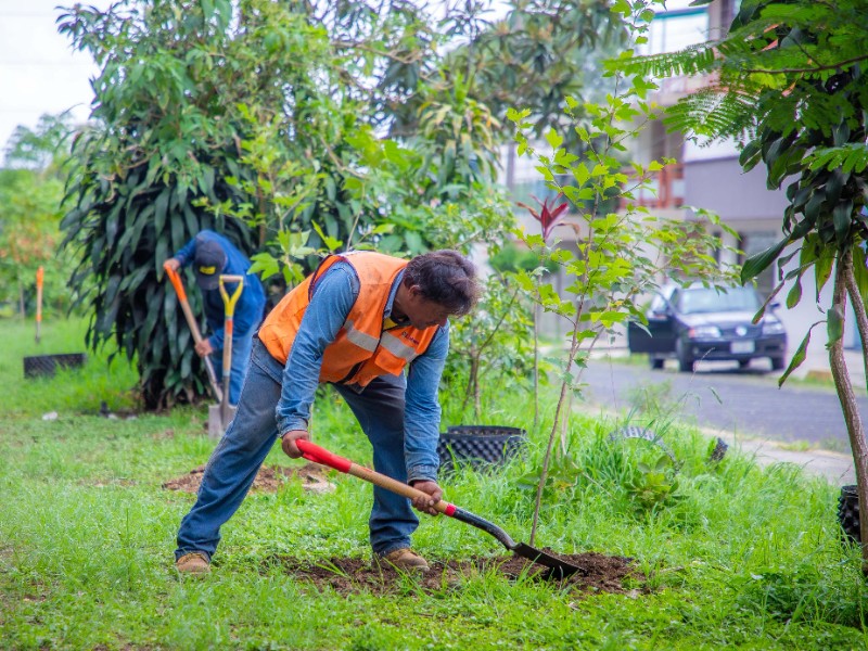 Ayuntamiento realizará jornada de reforestación en Xalapa