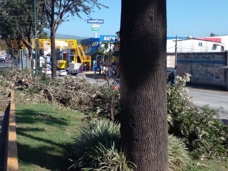 Ayuntamiento sembrará 300 árboles en Lázaro Cárdenas