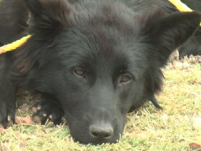 Ayuntamiento sin espacio para animales