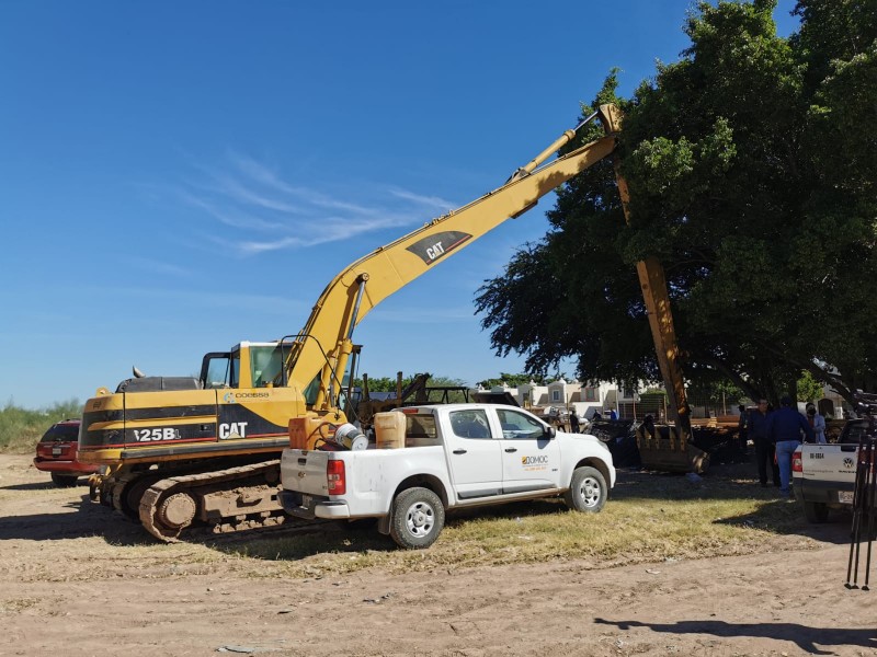 Ayuntamiento suspende obra por secar y cortar árboles de 