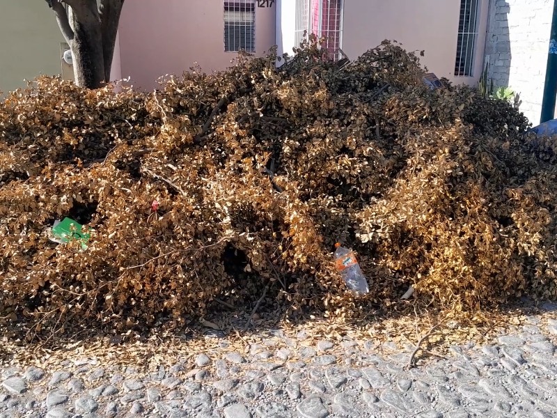 Ayuntamientos fallan en recolección; crecen focos de infección