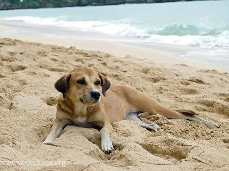 “Azul Ixtapa” puntero en Guerrero de hoteles pets friendly