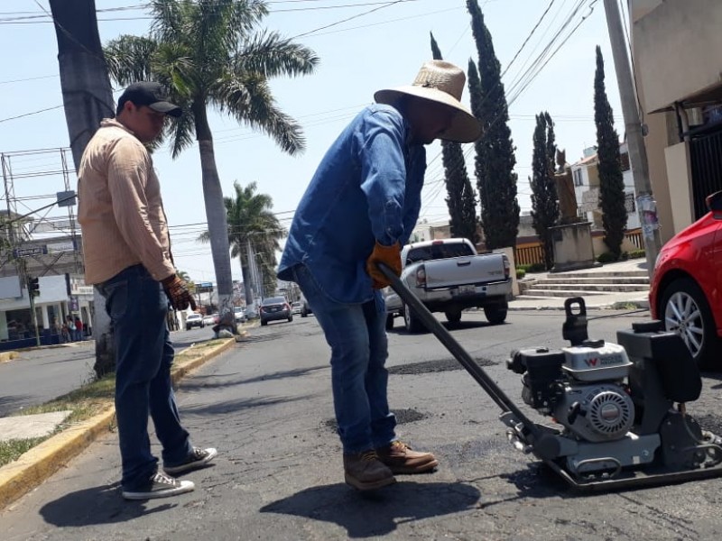 Bachean avenida jacarandas como premio de consolación