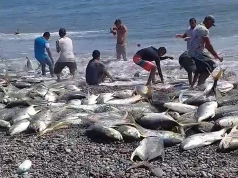 Bahía de Petacalco da hasta 2 toneladas de peces