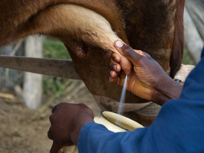 Baja 50% producción de leche por temporada de estiaje