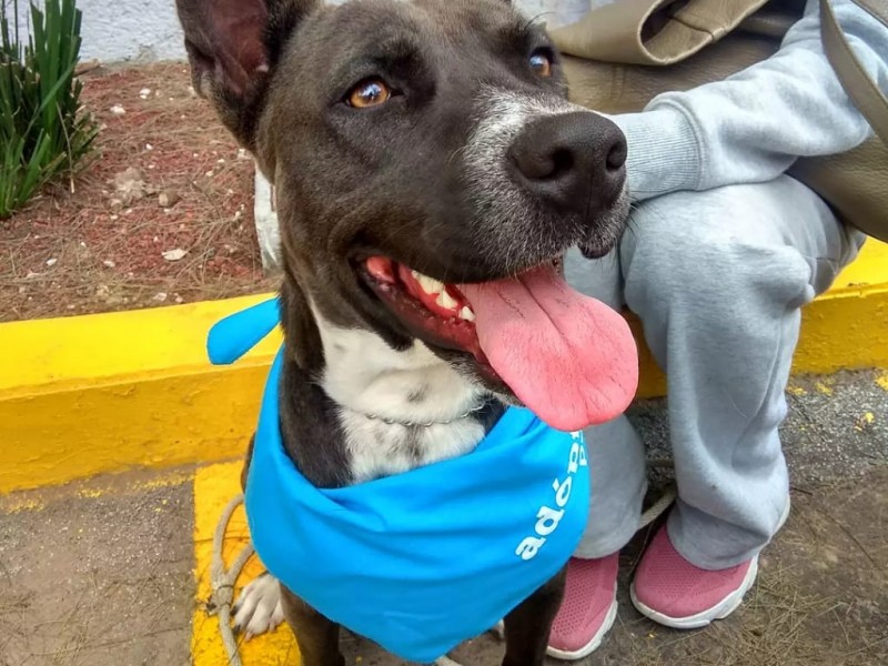 Baja adopción de perros en Morelia 