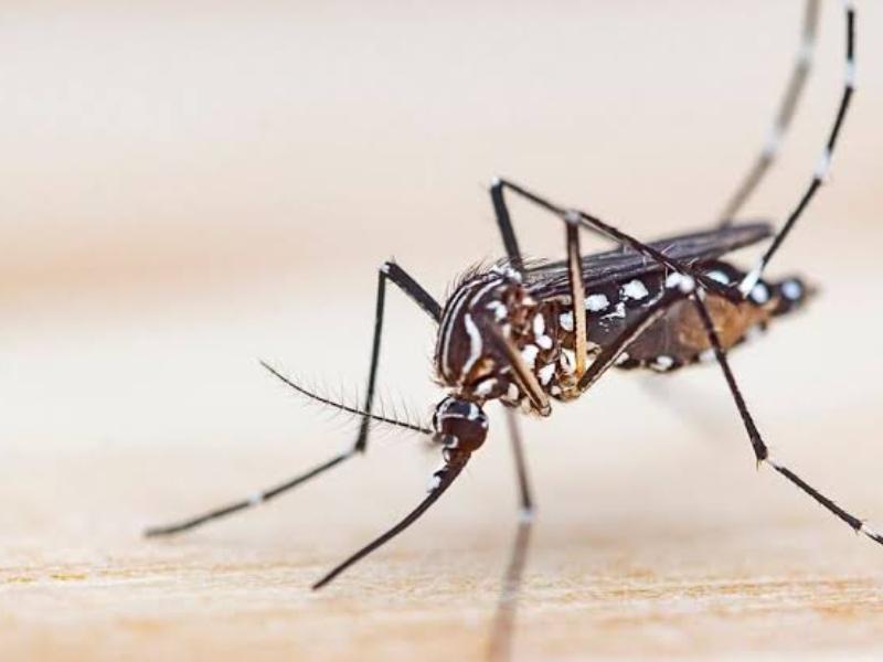 Baja California Sur registra 400 casos de dengue y cuatro defunciones