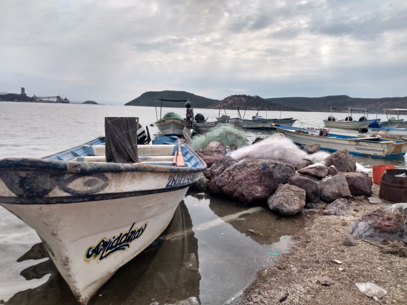 Baja captura de camarón en un 80% para ribereños