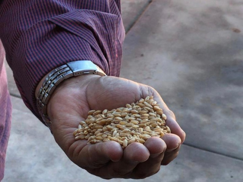 Baja comercialización de trigo cristalino enciende las alarmas de agricultores