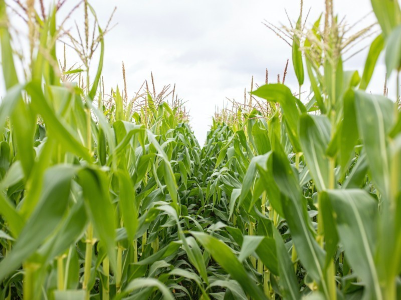 Baja de temperaturas pone en riesgo ciclo agrícola