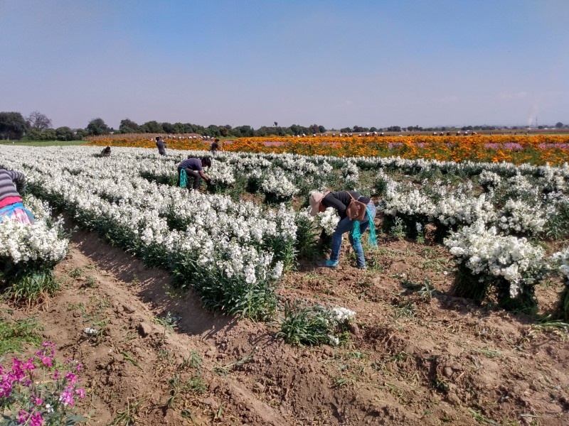 Baja la cosecha de flor para día de muertos