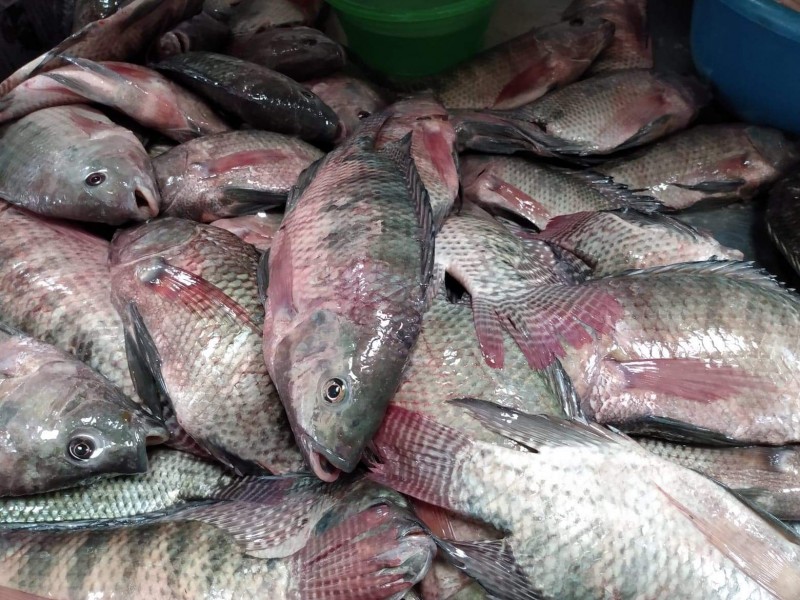 Baja población de peces del Lago de Chapala