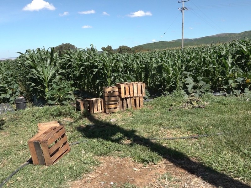 Baja presupuesto para el campo del país en Guanajuato hay crisis agropecuaria