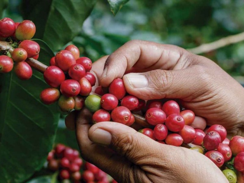 Baja producción de café una barrara para la exportación