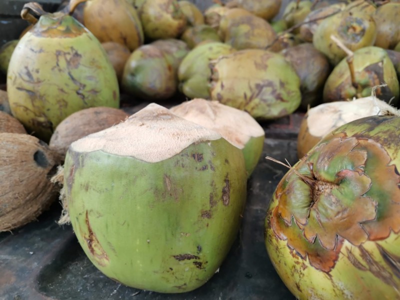 Baja producción de coco afecta económicamente a comerciantes