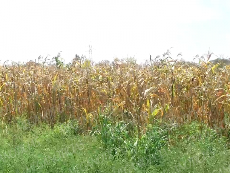 Baja producción de maíz en el istmo