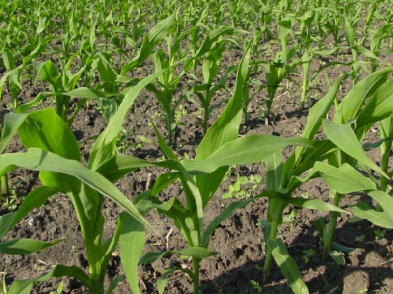 Baja producción de maíz en la región Ciénega