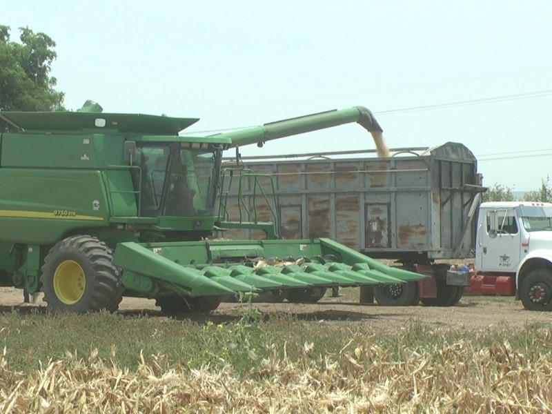 Baja producción de maíz en Sinaloa golpeará al sector transporte