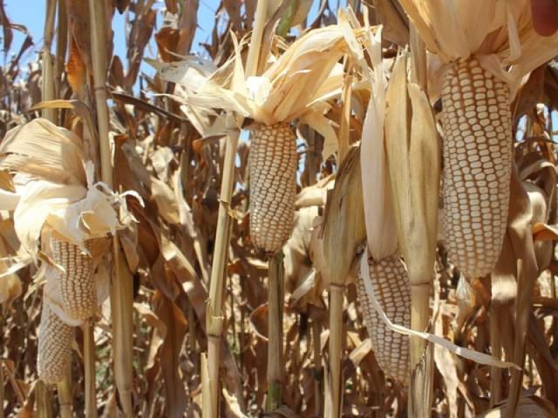 Baja producción de maíz reduce precio y complica comercialización