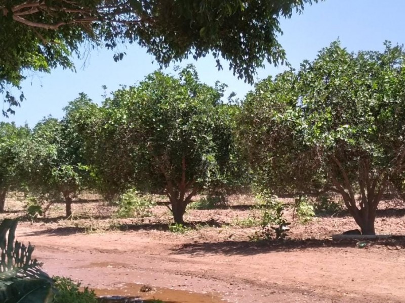 Baja productividad en naranjos de San José