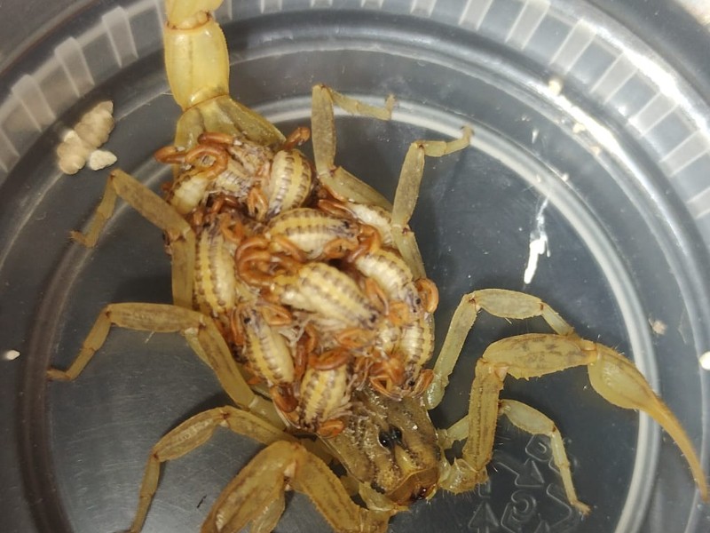 Bajan casos de picaduras de alacrán en Guanajuato