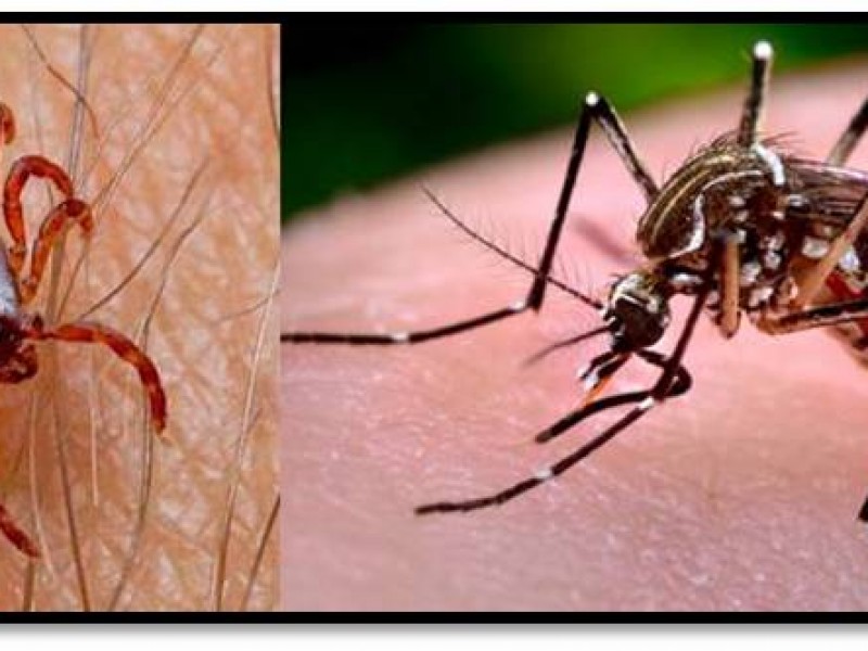 Bajan casos de rickettsia y dengue por higiene por pandemia