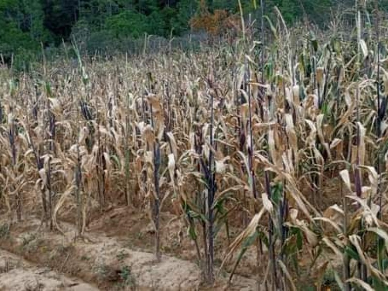 Bajas temperaturas acaban con terrenos en Valle Libres-Oriental