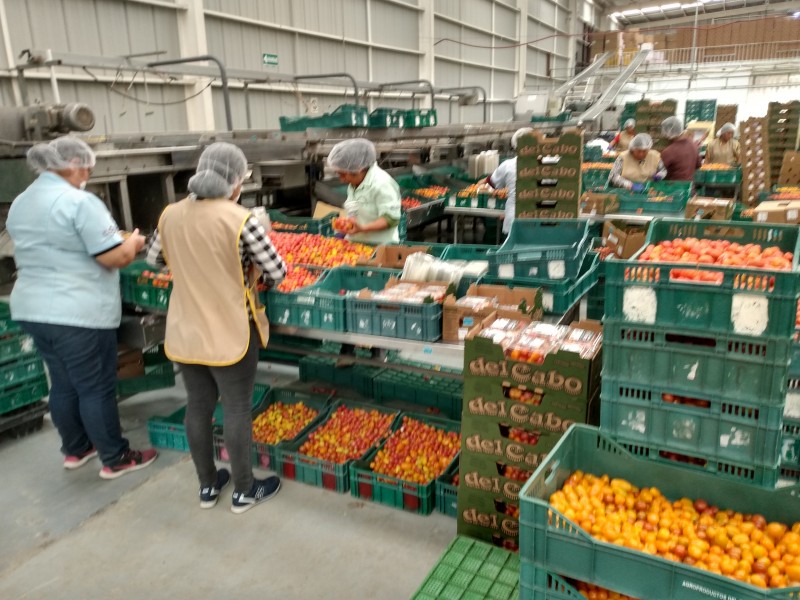 Bajas temperaturas afecta  a productores cabeños