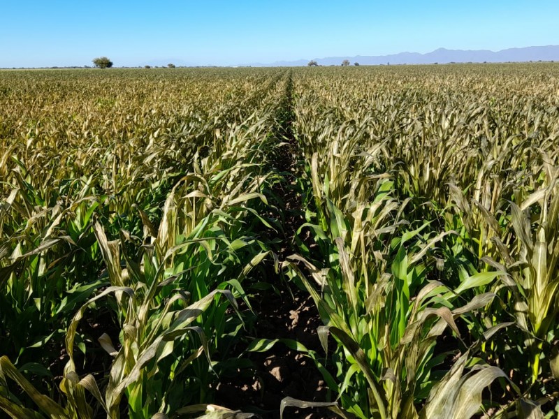 Bajas temperaturas afectaron 180 has de maíz en El Carrizo