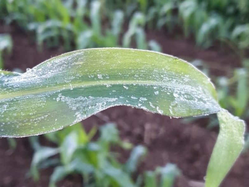 Bajas temperaturas dejan daños en cultivos