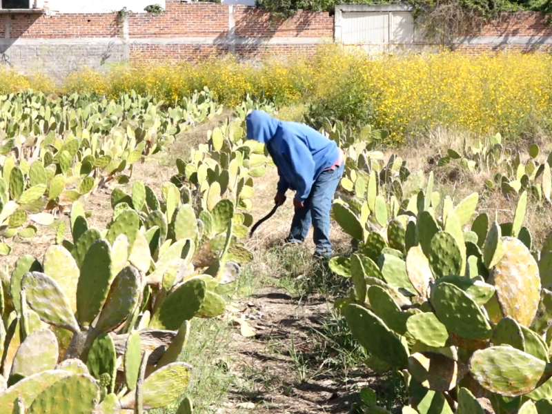 Bajas temperaturas empiezan a afectar producción de nopal