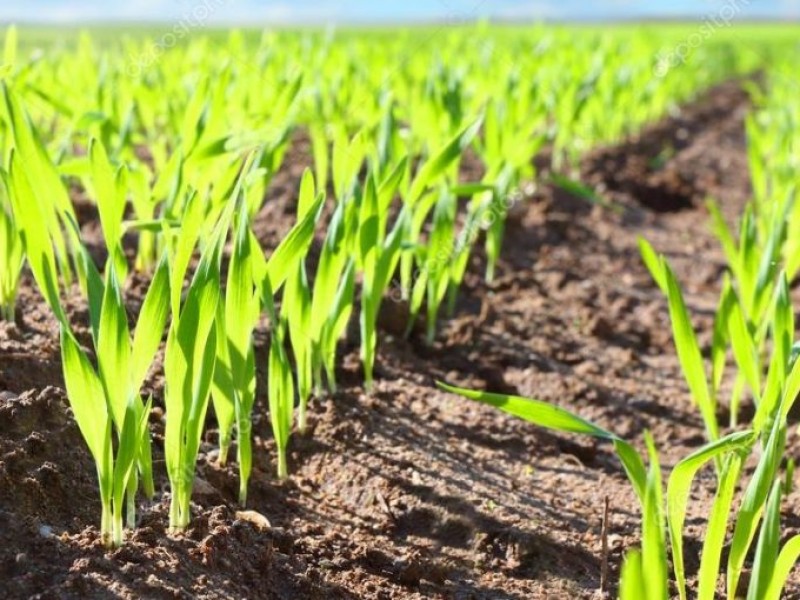 Bajas temperaturas generan nerviosismo en productores de El Carrizo