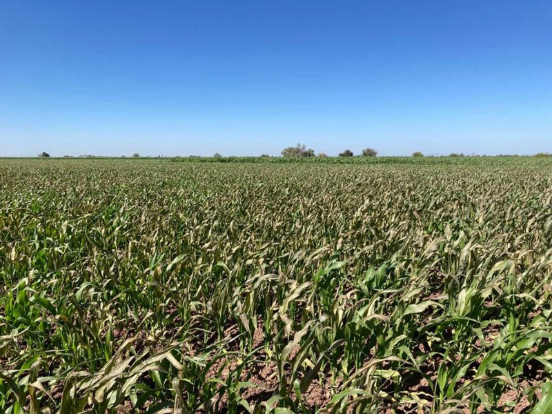 Bajas temperaturas ponen en riego ciclo agrícola