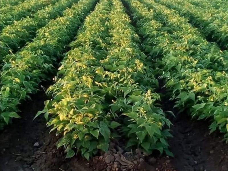 Bajas temperaturas ponen nerviosos a productores