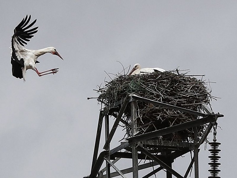 Bajas temperaturas pueden causar afectaciones en aves