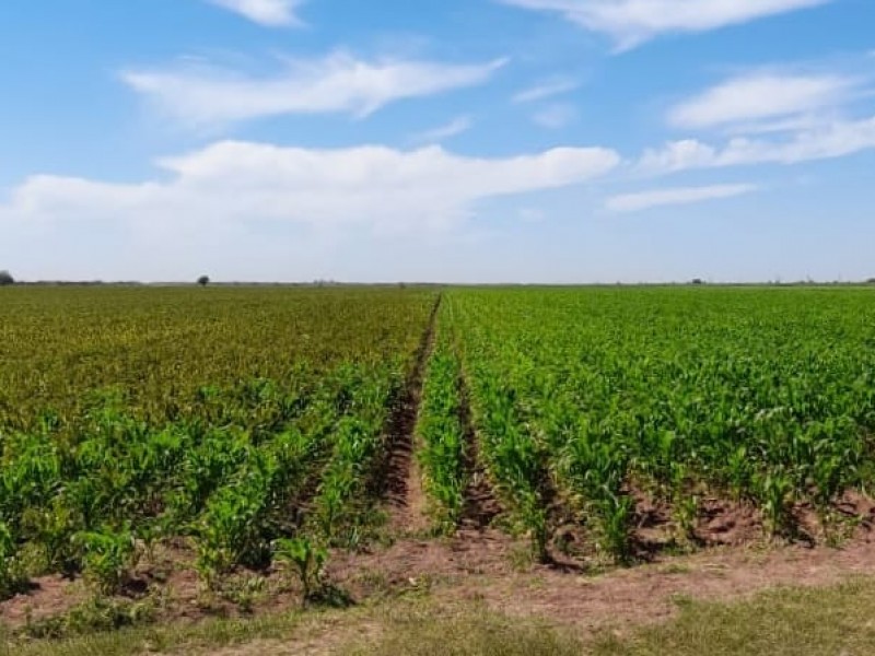 Bajas temperaturas y fuertes vientos afectan cultivos