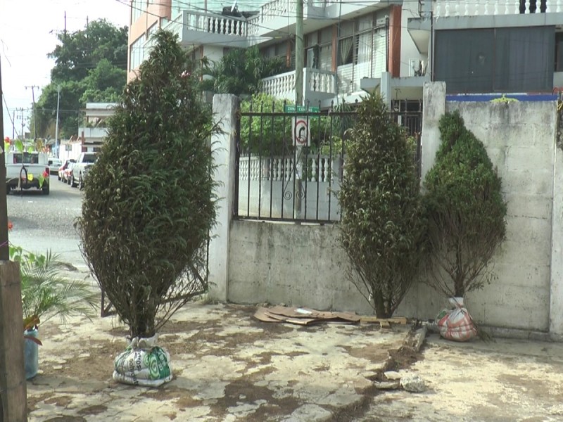 Bajas ventas para productores de pinos