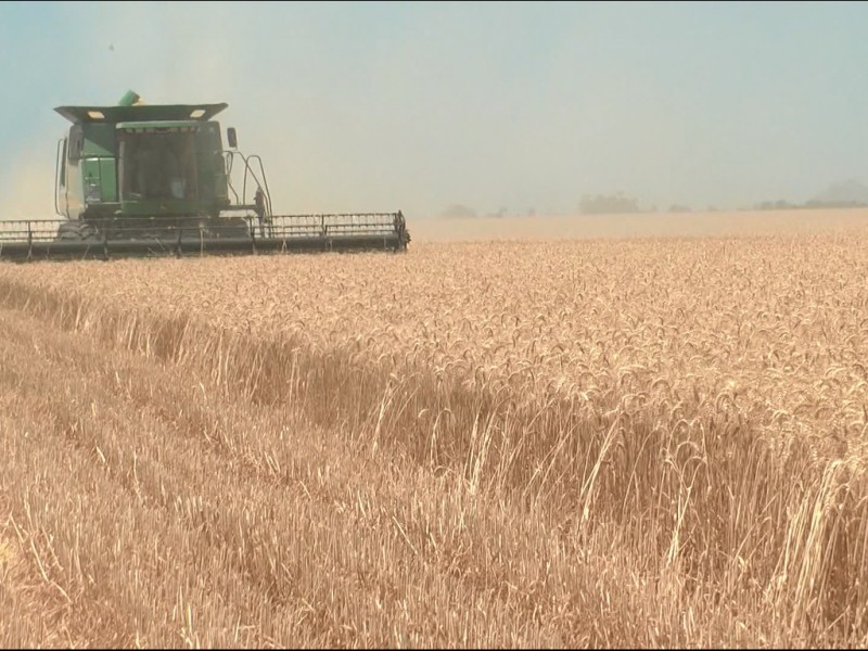 Bajo incertidumbre, arranca zafra del trigo en valle del mayo